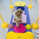 놀러오개 애견유치원 애견호텔 수원세류점 이미지