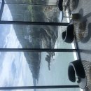 대운 동물병원 | 3x년 연속 기신운 끝나며 후기, 도움이 되시길 바라며 적어놓습니다.