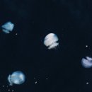 쏠발전소 이미지