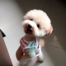 모모애견샵 네이버블로그