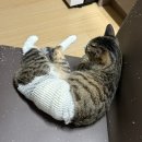 청평동물병원 이미지