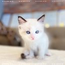 전주강아지분양 고양이분양 24시 데려가개 전주점 이미지