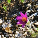 파파게노 이미지