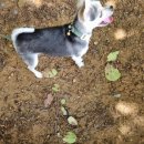 황송공원 | 성남 라드독 : 반려견 수영장이 있는 강아지 놀이터