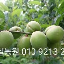 매실