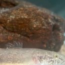 천선식당 이미지