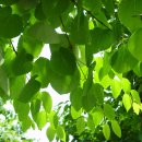 계수나무토끼한마리 이미지