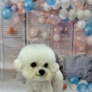 단추펫살롱 이미지