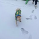 베일리하우스애견펜션 이미지