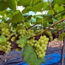 갈기산농장 이미지