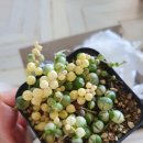 플로리스트(금) 이미지