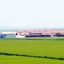 도고양돈 이미지