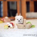 히든밸리켄넬 이미지