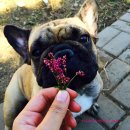 모니카애견 이미지