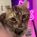 미미그루밍 | [수원 고양이 카페 :: 아가미미] 순하고 소중한 고양이들이 한가득! 영통 고양이 카페 😽💜