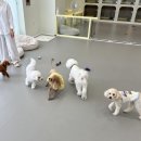 룰루랄라 댕치원 이미지