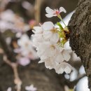 양목초교 이미지