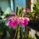Blc. Morning Glory 모닝글러리 이미지