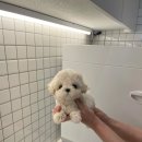 퍼피스토리 이미지