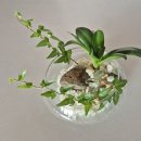 원예 테라리움 이미지