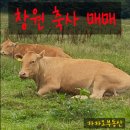 대산리축사 네이버블로그
