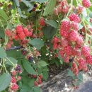 가마골농장 이미지