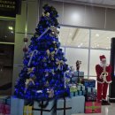 거북이약국 | 12월 마나도 부나켄 다이빙 여행 : 직항으로 떠난 거북이 천국 후기