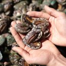 꼬마 간장게장 이미지