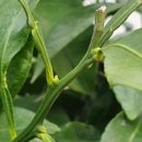 제주댁 농장 이미지