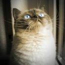 골프존파크 금곡 미금역점 이미지