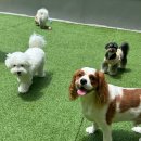 헬로우버디 광교점 이미지