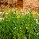 청사초롱마을 이미지