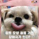 러블리 강아지 이미지