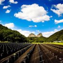 진안 인삼재배 문화 이미지