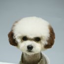 브라운 펫살롱 이미지