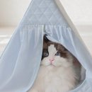 펫하우스 이미지