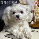 강피부과의원 이미지