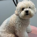 비비안살롱 이미지