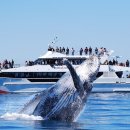 고래천국 이미지