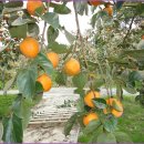 신영주농장 이미지