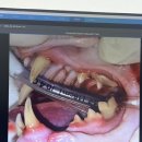 올케어 동물의료센터 이미지