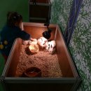 고성초등학교 이미지