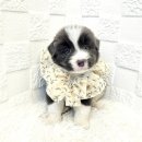 오독안심분양센터 강아지분양 고양이분양 하남점 이미지