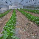 고실농장 이미지