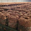 왕산농장 이미지