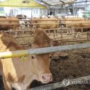 오송축산 이미지