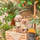 견생맛집 이미지