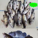 신신낚시신항만점