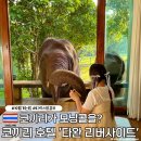 해호텔 | 코끼리가 해주는 모닝콜 치앙마이 코끼리호텔 타완리버사이드 디럭스 방갈로 후기