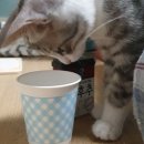 울디 동물병원 | 12월일상 - 찹쌀이건강검진, 요리왕다룡, 꽃학원, 크리스마스, 한해마무리